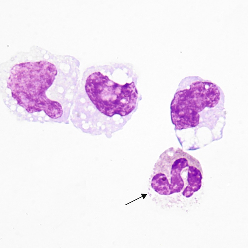 u24-04-9780323322492