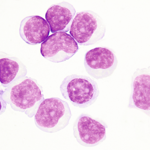 u24-05-9780323322492