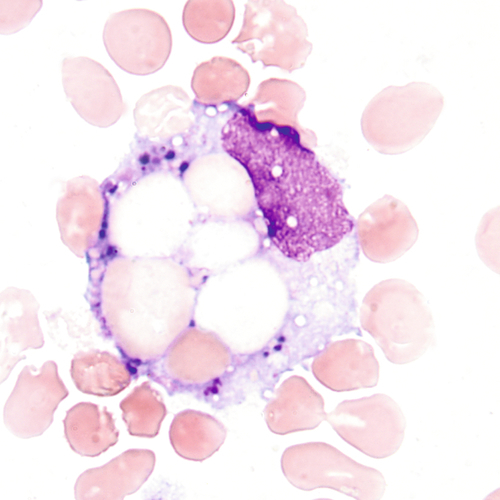 u24-08-9780323322492