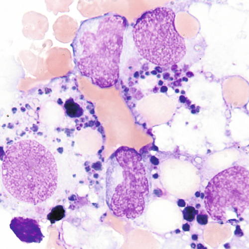 u24-09-9780323322492