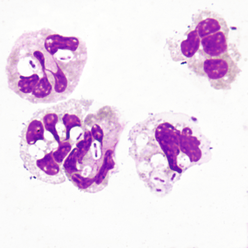 u24-12-9780323322492