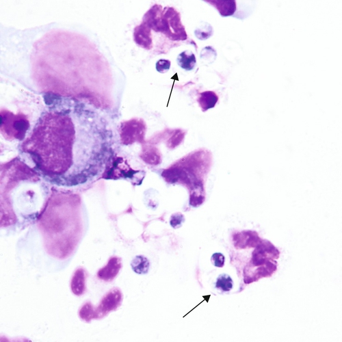 u24-14-9780323322492