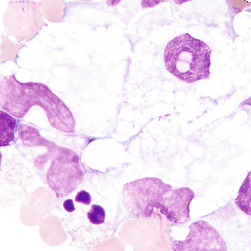 u24-15-9780323322492