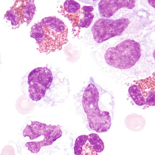 u24-17-9780323322492