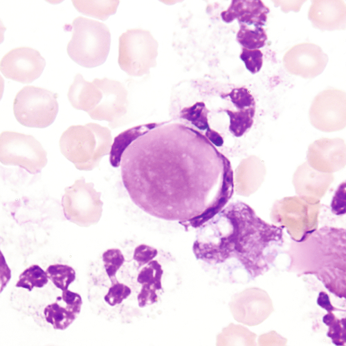 u24-18-9780323322492