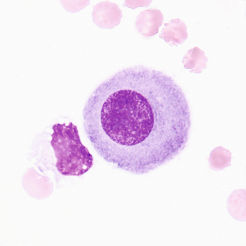 u24-19-9780323322492