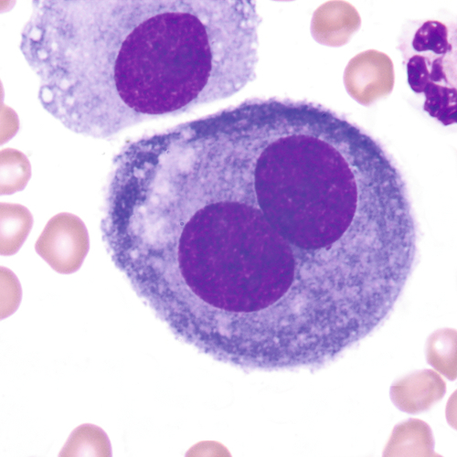 u24-21-9780323322492