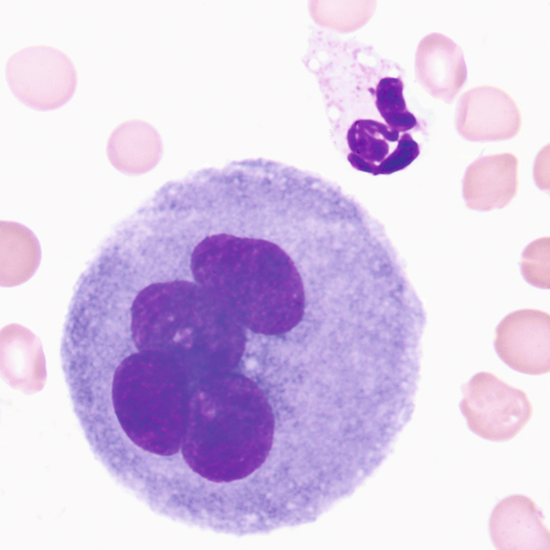 u24-22-9780323322492