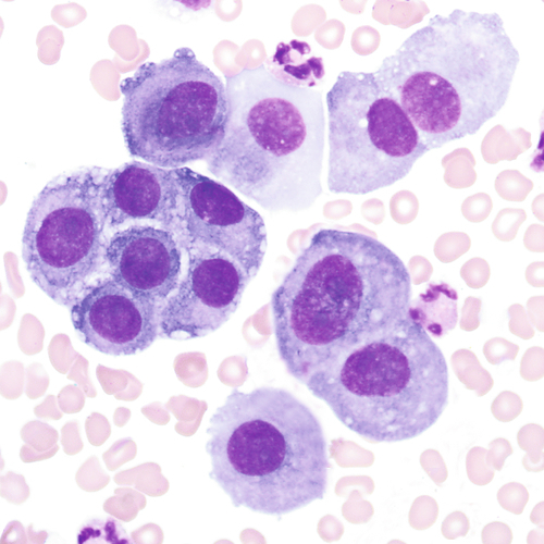 u24-23-9780323322492