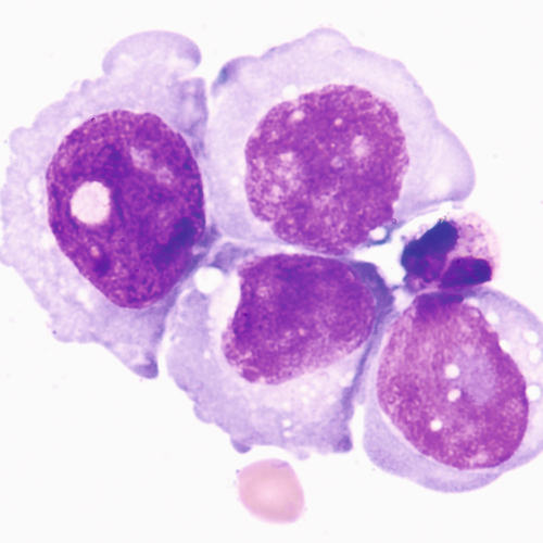 u24-25-9780323322492