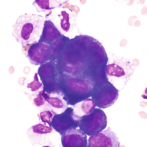 u24-26-9780323322492