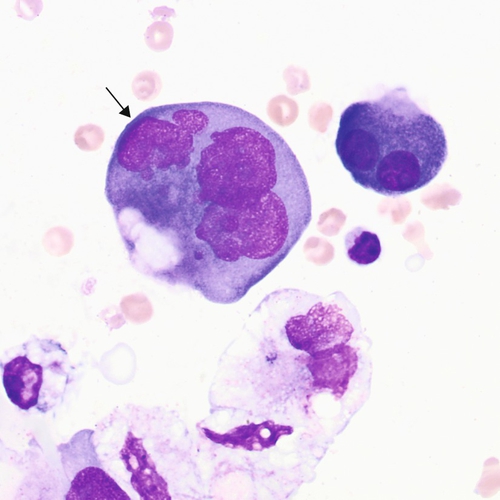 u24-27-9780323322492