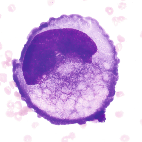 u24-28-9780323322492