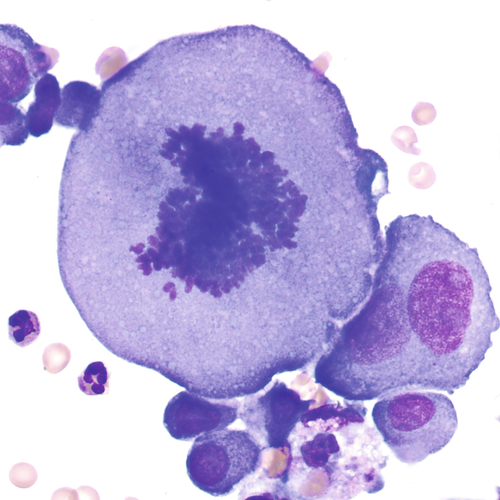 u24-29-9780323322492