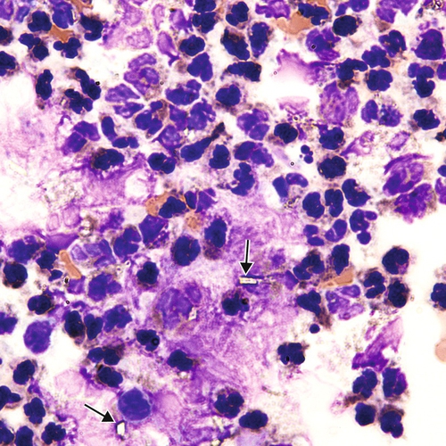 u24-33-9780323322492