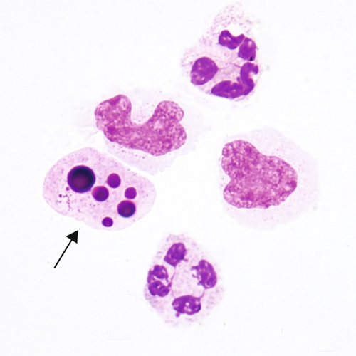 u24-37-9780323322492