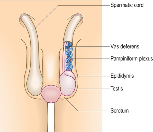 f03-08-9780702054815