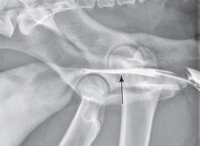 Textbook of Veterinary Diagnostic Radiology