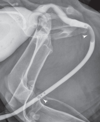 Textbook of Veterinary Diagnostic Radiology