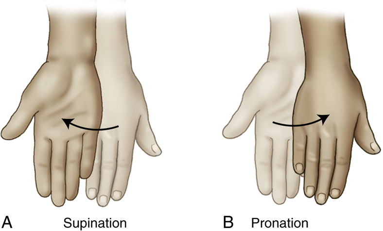 Bontrager's Textbook of Radiographic Positioning and Related Anatomy