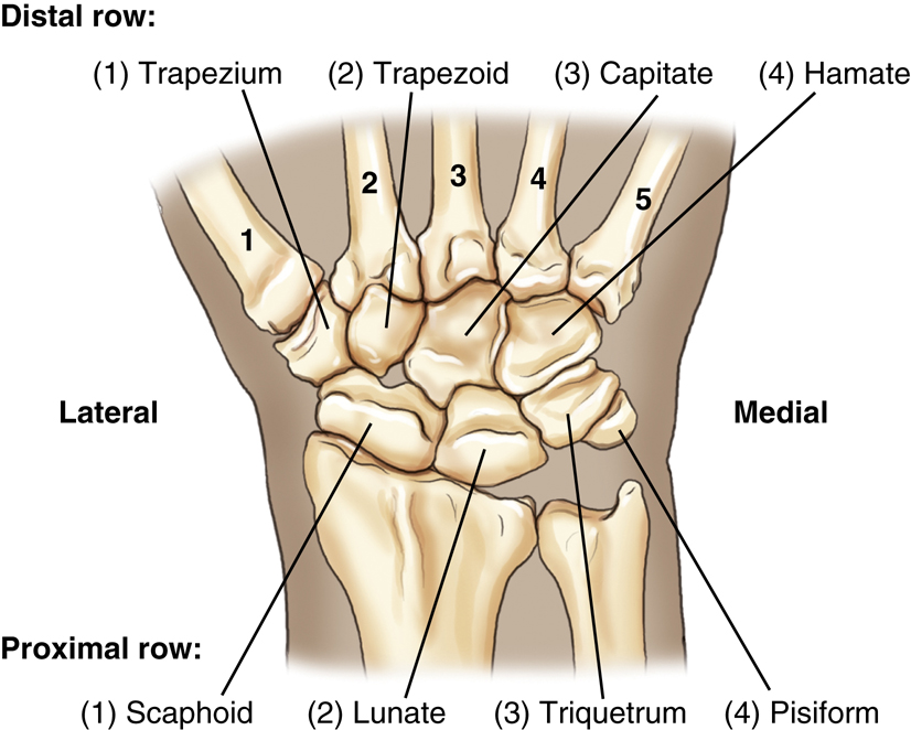 Bontrager's Textbook of Radiographic Positioning and Related Anatomy