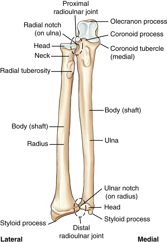 Bontrager's Textbook of Radiographic Positioning and Related Anatomy