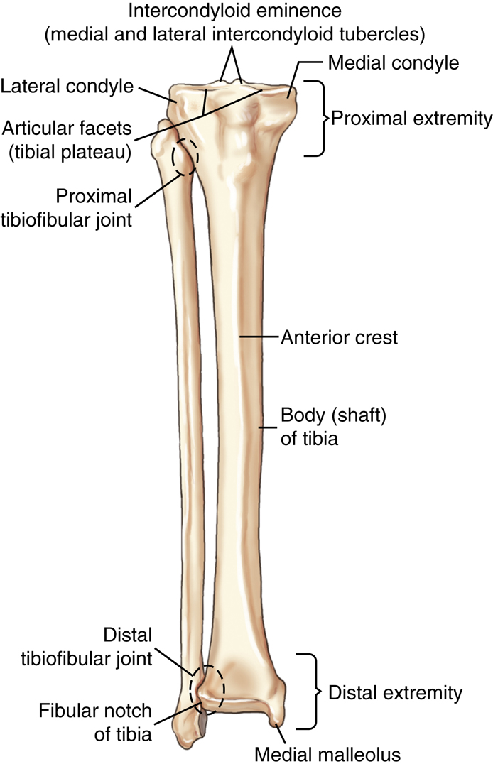 Bontrager's Textbook of Radiographic Positioning and Related Anatomy