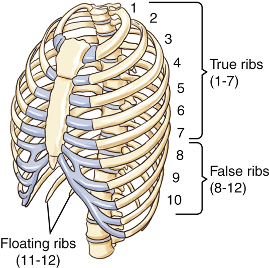 Bontrager's Textbook of Radiographic Positioning and Related Anatomy