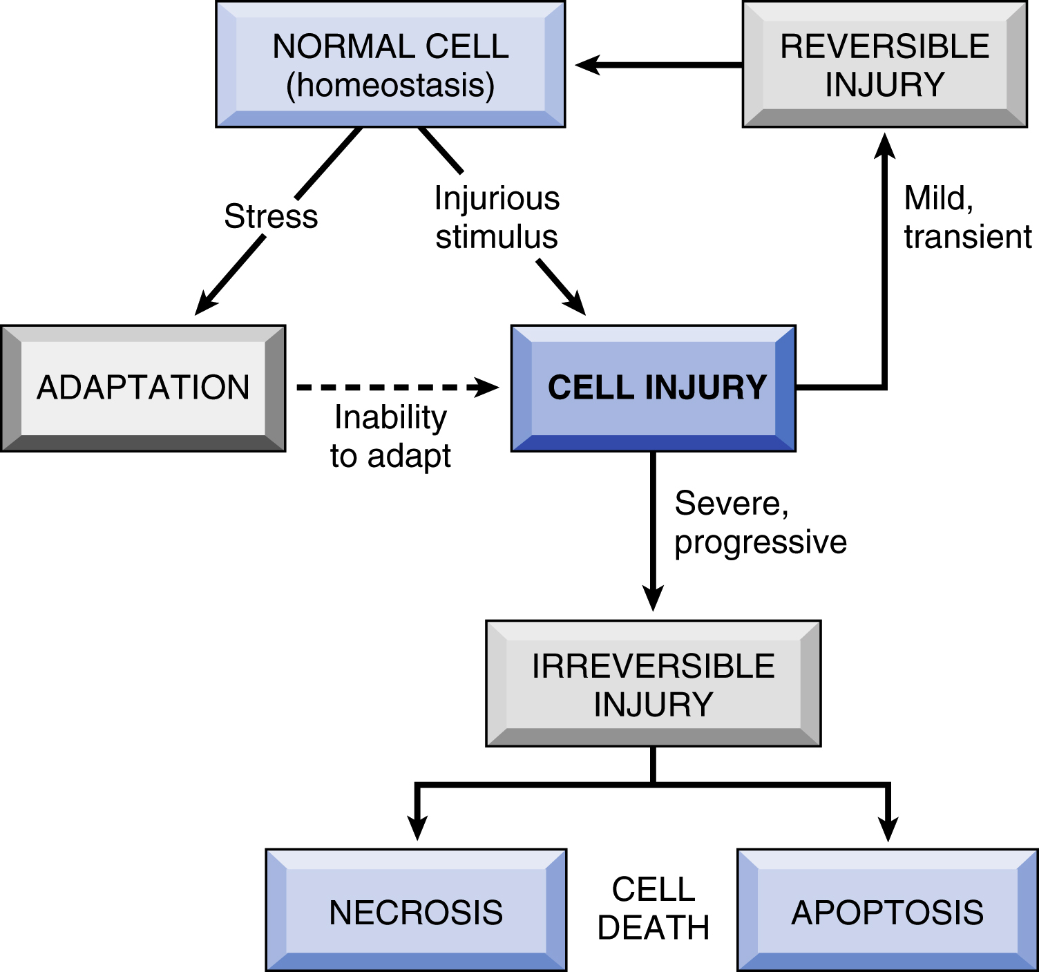 Cell Injury, Cell Death, and Adaptations