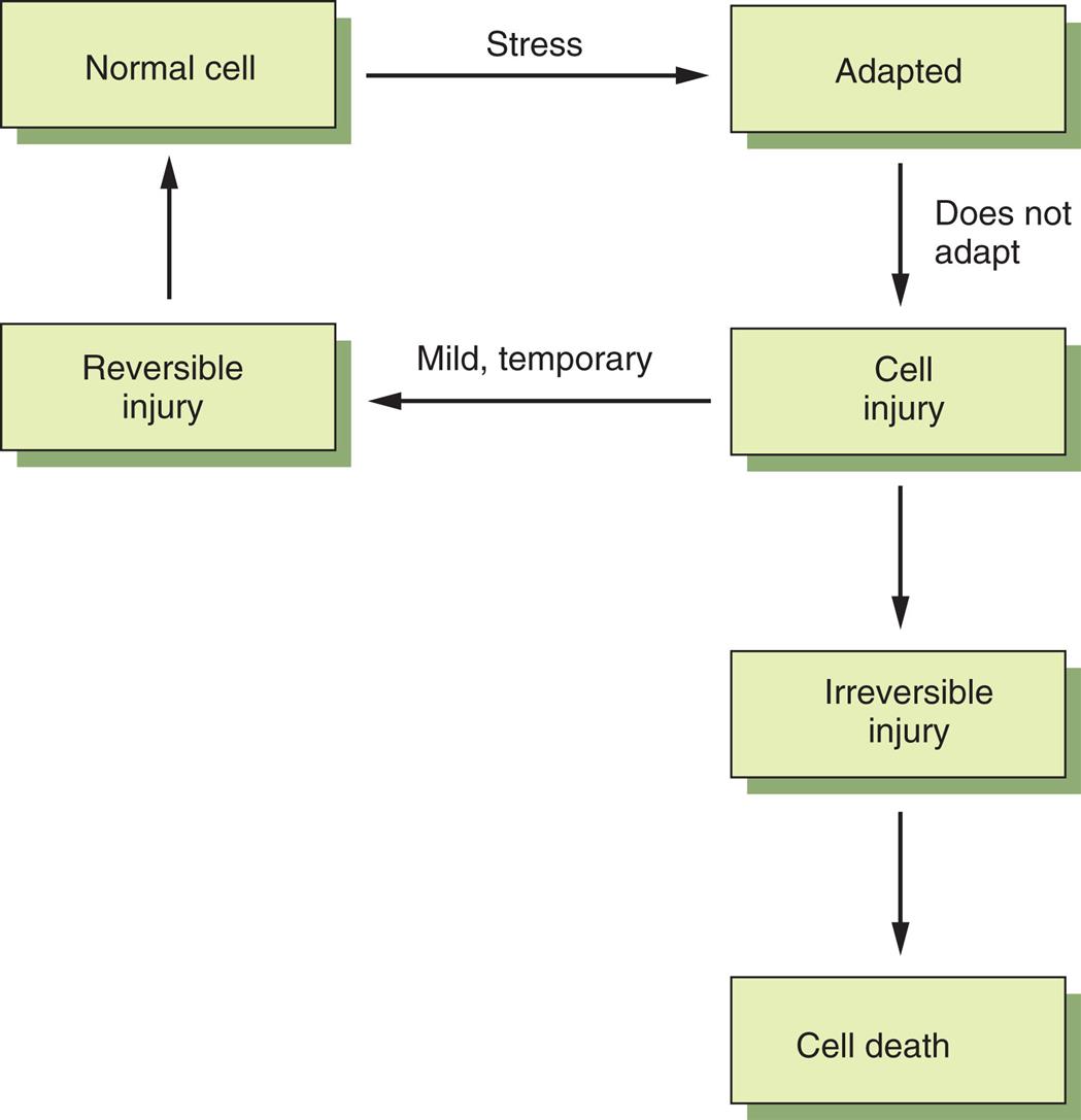 A flow diagram shows the various stages of cellular adaptation. The stages are as follows. Normal cell through stress to adapted cell. If cell does not adapt, the cell experiences injury. If the injury is mild and temporary, the cell returns to its normal state. If the injury is irreversible, it leads to cell death.