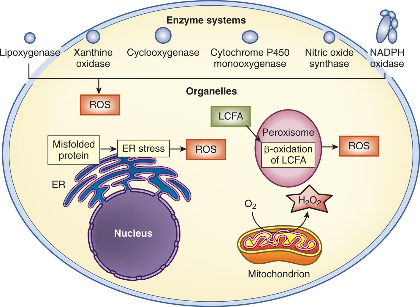 An illustration of a cell shows enzyme systems, organelles, nucleus, peroxisome, and mitochondrion. Mitochondrion utilizes O 2 to release H 2 O 2. Misfolded protein results in E R stress, which results in R O S. L C F A undergoes beta-oxidation in peroxisome, resulting in R O S. R O S comprises lipoxygenase, xanthine oxidase, cyclooxygenase, cytochrome p 450 monooxygenase, nitric oxide synthase, and N A D P H Oxidase.