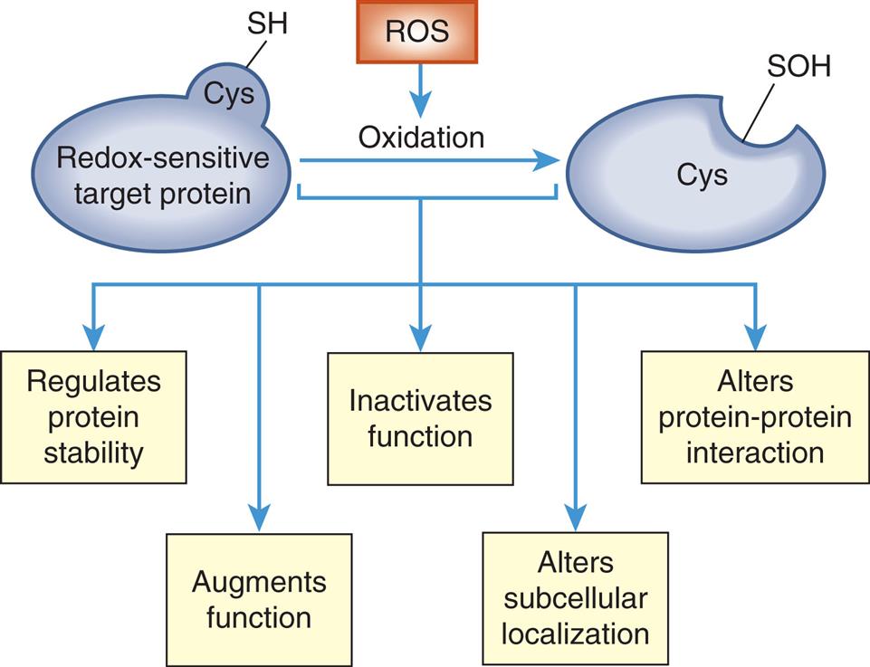 A flow diagram represents redox-dependent signaling. Redox-sensitive target protein with cys S H undergoes oxidation from R O S and results in cys S O H. The process regulates protein stability, augments function, inactivates function, alters subcellular localization, and alters protein-protein interaction.