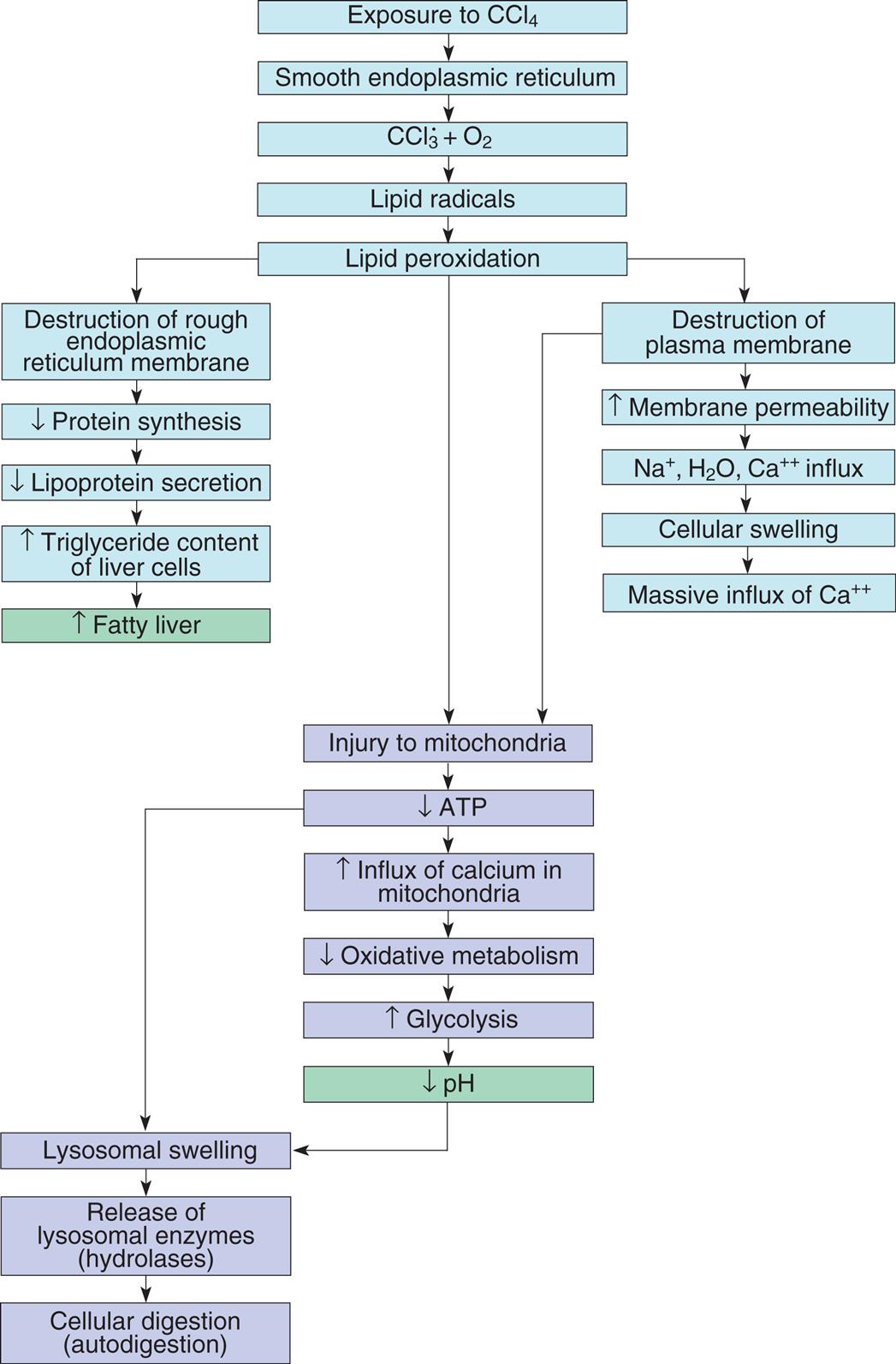 A flow diagram of five connected subparts illustrates the effect of chemical injury induced by carbon tetrachloride in liver cells. Subpart 1. Exposure to C C l 4. Smooth endoplasmic reticulum. C C l 3 plus O 2. Lipid radicals. Lipid peroxidation. Lipid peroxidation can lead to Subparts 2, 3, and 4. Subpart 2. Destruction of rough endoplasmic reticulum membrane. Reduced protein synthesis. Reduced lipoprotein secretion. Increased triglyceride content of liver cells. Increased fatty liver. Subpart 3. Destruction of plasma membrane. Increased membrane permeability. Influx of N a ions, H 2 O, and C a ions. Cellular swelling. Massive influx of C a ions. Destruction of plasma membrane also leads to Subpart 4. Subpart 4. Injury to mitochondria. Reduced A T P. Increased influx of calcium in mitochondria. Reduced oxidative metabolism. Increased glycolysis. Reduced p H. Decreased A T P and decreased p H lead to Subpart 5. Subpart 5. Lysosomal swelling. Release of lysosomal enzymes (hydrolases). Cellular digestion (autodigestion).