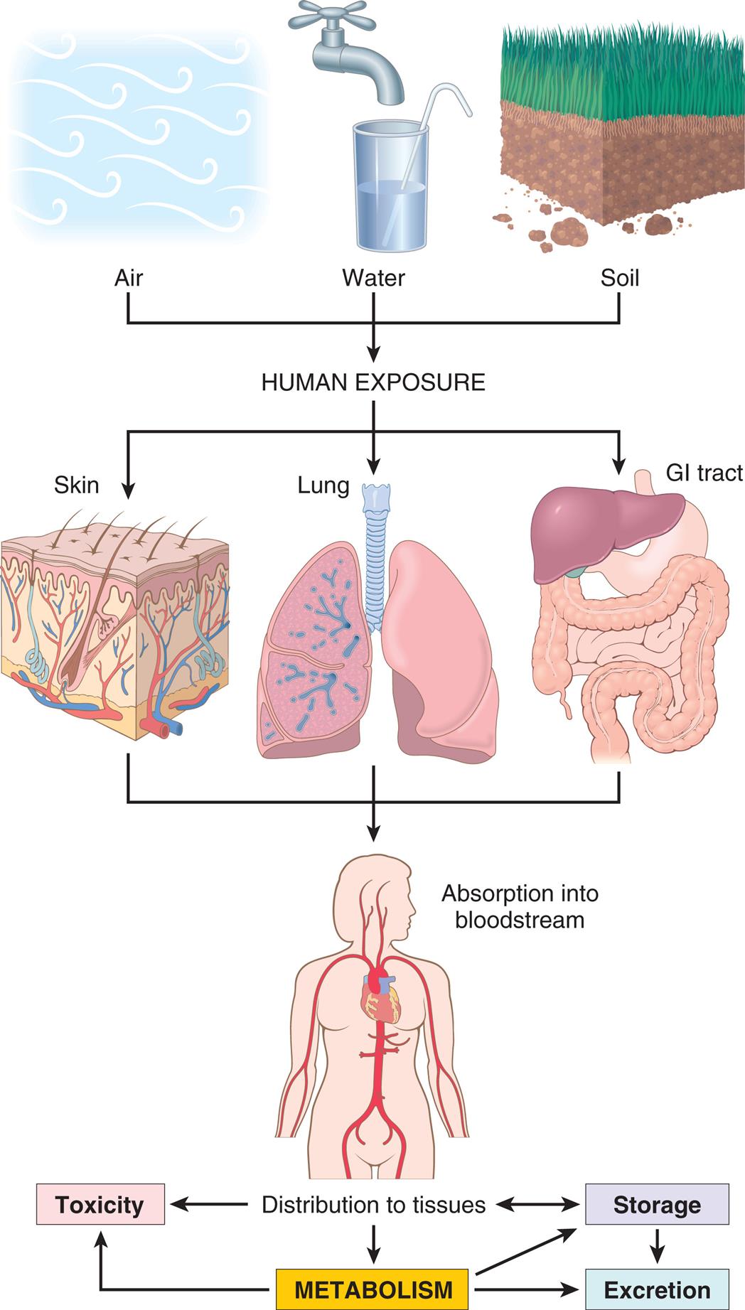 A series of diagrams illustrates the metabolism of xenobiotics. Human exposure to air, water, and soil affects skin, lung, and G I tract, leading to absorption into bloodstream and subsequent distribution to tissues. Distribution to tissues results in toxicity, metabolism, and storage. Metabolism leads to toxicity, storage, and excretion. Storage leads to distributions to tissues and excretion.