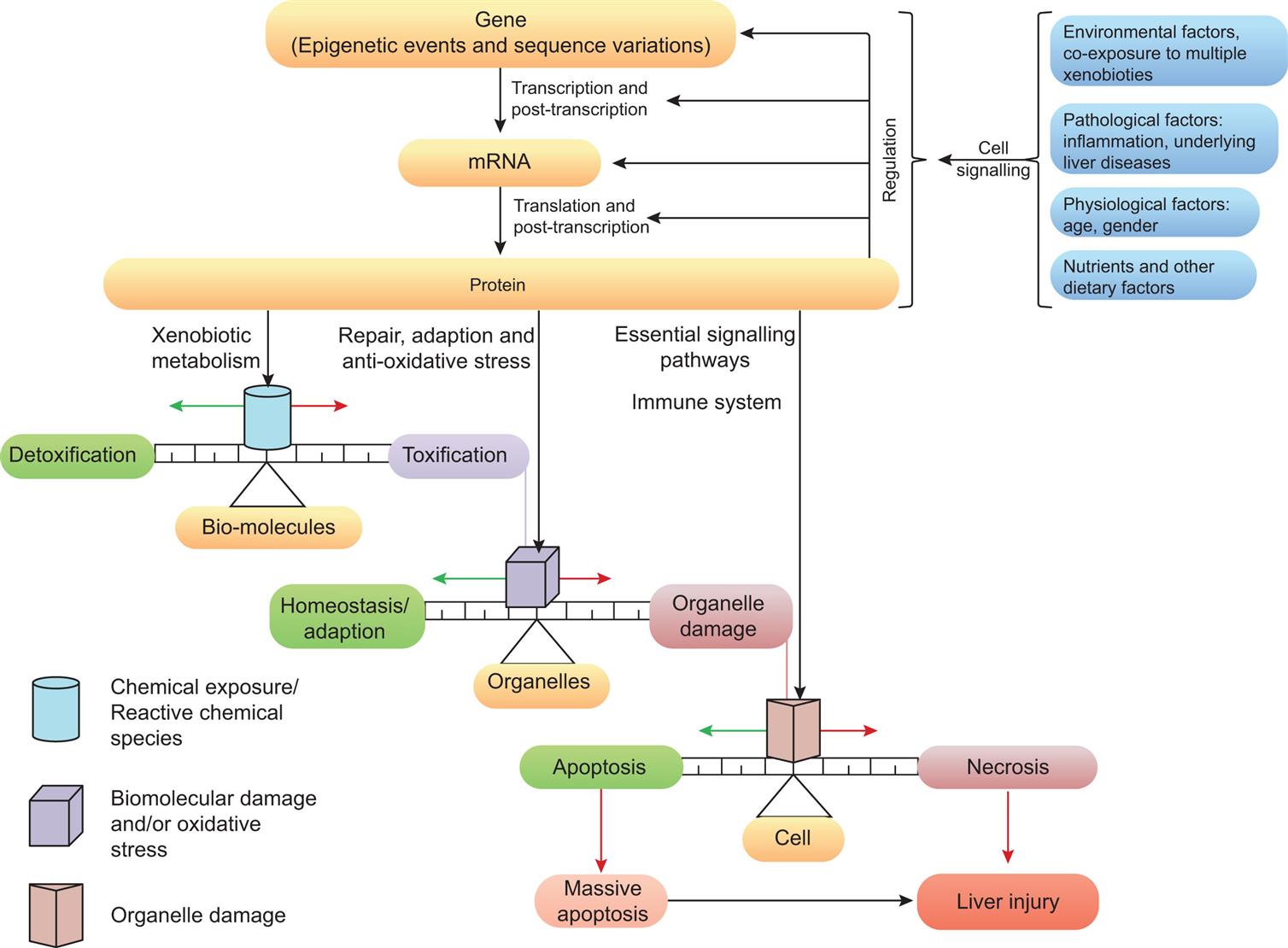 A flow diagram shows the stages in chemical liver injury. Cell signaling is a result of environmental factors, co-exposure to multiple xenobiotics, pathological factors including inflammation, underlying liver diseases, physiological factors: age, gender, and nutrients and other dietary factors. Cell signaling results in regulation of gene, m R N A, and protein in three stages: gene, epigenetic events and sequence variations, through transcription and post-transcription to m R N A, through translation and post-transcription to protein. Protein leads through xenobiotic metabolism to chemical exposure or reactive chemical species in bio-molecules and can result in detoxification or toxification. Protein can also lead through repair, adaptation, and anti-oxidative stress to biomolecular damage and or oxidative stress in organelles and can result in homeostasis or adaption or organelle damage. Protein can also lead through essential signaling pathways and immune system to organelle damage in cell and can result apoptosis or necrosis. Apoptosis leads to massive apoptosis. Necrosis leads to liver injury. Massive apoptosis also leads to liver injury.