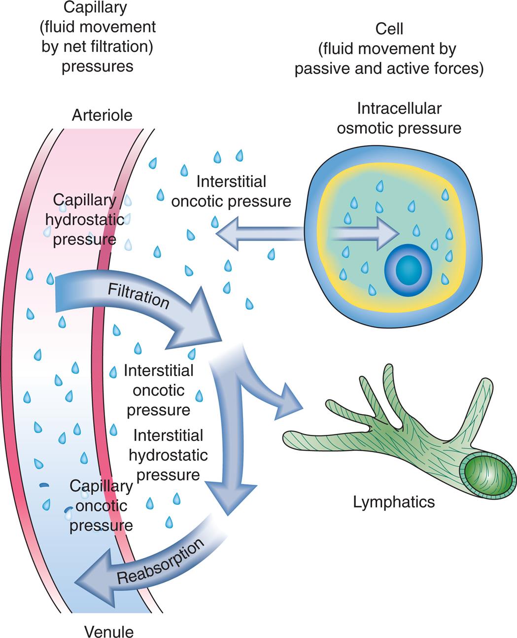 A three-part illustration and a two-part table demonstrate capillary filtration process. The first part of the illustration shows capillary fluid movement by net filtration pressures. The arteriole is identified at the top and the venule is identified at the bottom. Capillary hydrostatic pressure at the arteriole undergoes filtration, interstitial oncotic pressure, interstitial hydrostatic pressure, and capillary oncotic pressure, before reabsorption at the venule. The second part of the illustration shows a call with fluid movement by passive and active forces: intracellular osmotic pressure and interstitial oncotic pressure. The third part of the illustration shows lymphatics. The first part of the table shows arterial capillary pressures, and the second part of the table shows venous capillary pressures. The data from the table are as follows. Capillary hydrostatic pressure: 35 millimeters of mercury in arteriole and 18 millimeters of mercury in venule. Interstitial fluid hydrostatic pressure: 2 millimeters of mercury in arteriole and 1 millimeters of mercury in venule. Net hydrostatic pressure: 22 millimeters of mercury in arteriole and 17 millimeters of mercury in venule. Capillary oncotic pressure: 24 millimeters of mercury in arteriole and 25 millimeters of mercury in venule. Interstitial fluid oncotic pressure: 0 millimeters of mercury in arteriole and 0 millimeters of mercury in venule. Net oncotic pressure: 24 millimeters of mercury in arteriole and 25 millimeters of mercury in venule. Net filtration pressure: positive 9 millimeter of mercury in arteriole and negative 8 millimeters of mercury in venule.