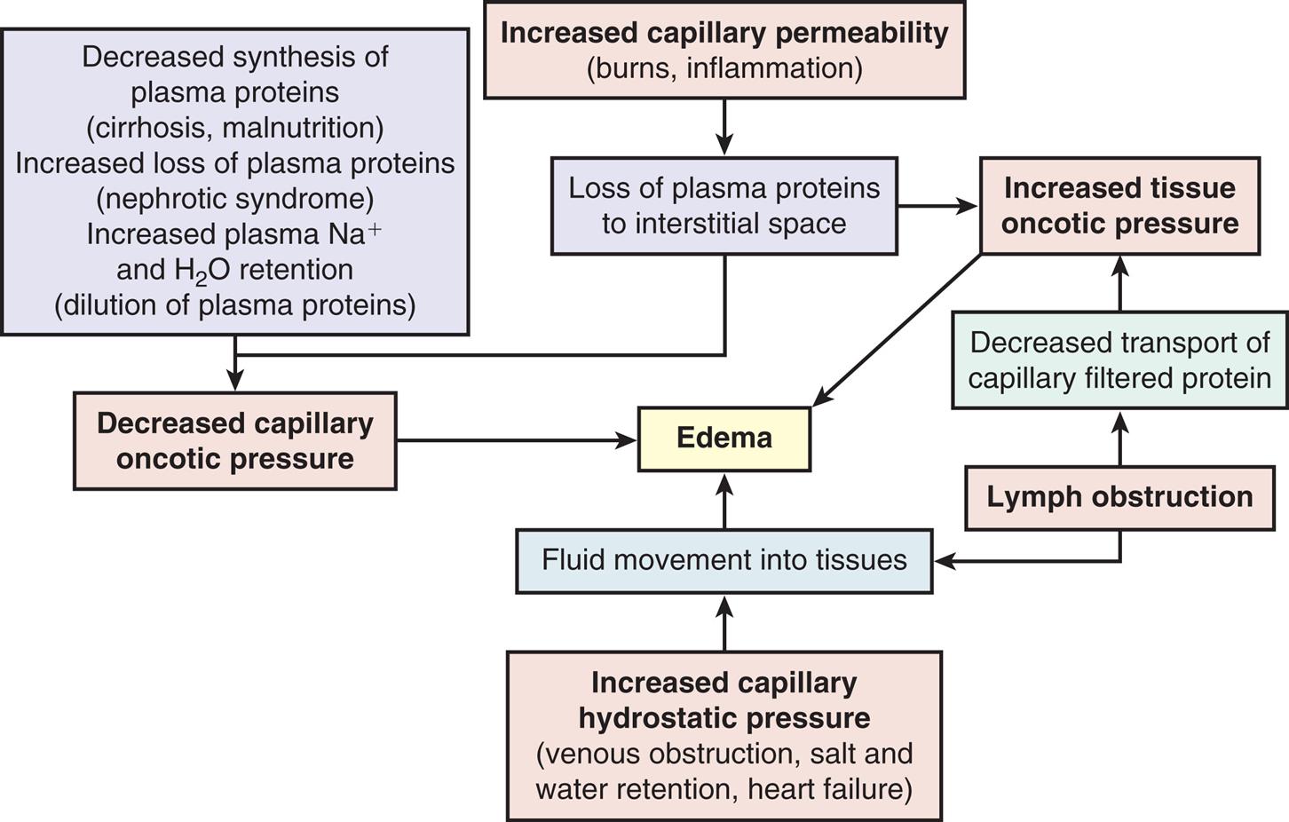 A process diagram illustrates the mechanisms of edema formation. 1. Increased capillary permeability, including burns and inflammation. 1 leads to 2. 2. Loss of plasma proteins to interstitial space. 2 leads to 3 and 5. 3. Increased tissue oncotic pressure. 4. Decreased synthesis of plasma proteins, including cirrhosis, malnutrition. Increased loss of plasma proteins, including nephrotic syndrome. Increased plasma sodium ions and water retention, including dilution of plasma proteins. 4 also leads to 5. 5. Decreased capillary oncotic pressure. 6. Increased capillary hydrostatic pressure, including venous obstruction, salt and water retention, and heart failure. 6 leads to 8. 7. Lymph obstruction. 7 leads to 8 and 9. 8. Fluid movement into tissues. 3, 5, and 8 lead to 10. 9. Decreased transport of capillary filtered protein. 10. Edema.