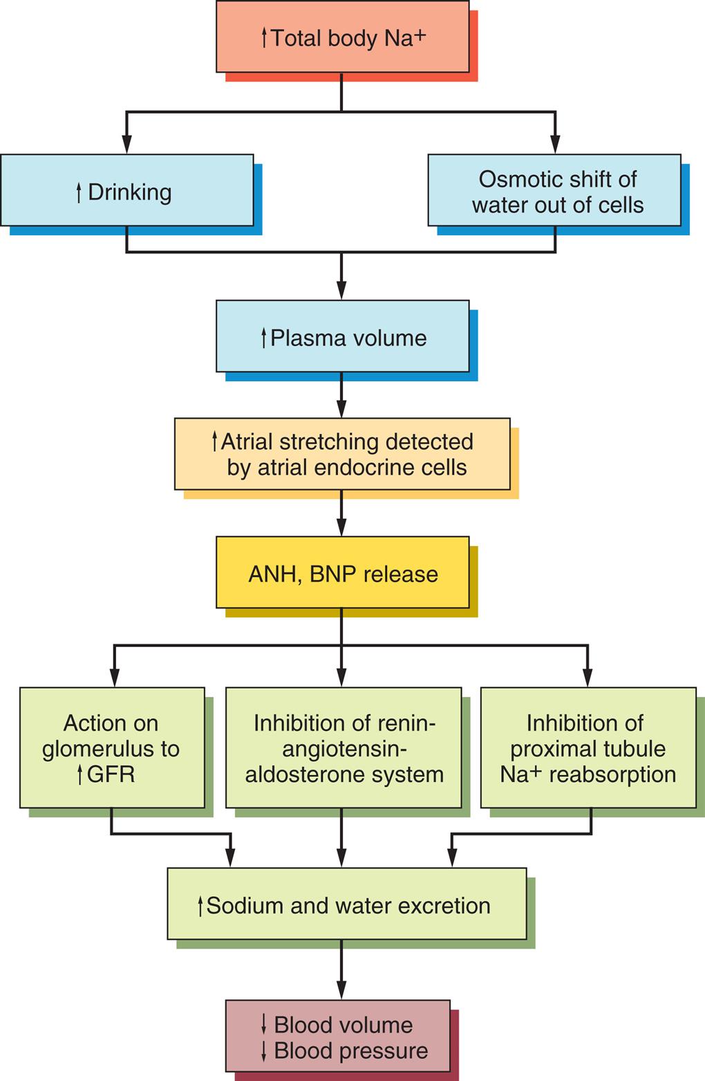 A flowchart represents the natriuretic peptide system as: • Increase total body sodium ions. • Increased drinking and osmotic shift of water out of cells. These give out 3 results (leading to each other) as: • Increased plasma volume. • Increased atrial stretching detected by atrial endocrine cells. • Atrial natriuretic peptide, brain natriuretic peptide release. This leads to: • Action on glomerulus to increase G F R; inhibition of renin-angiotensin-aldosterone system; inhibition of proximal tubule sodium ions reabsorption. These give out 2 results (leading to each other) as: • Increased sodium and water excretion. • Decreased blood volume and decreased blood pressure.