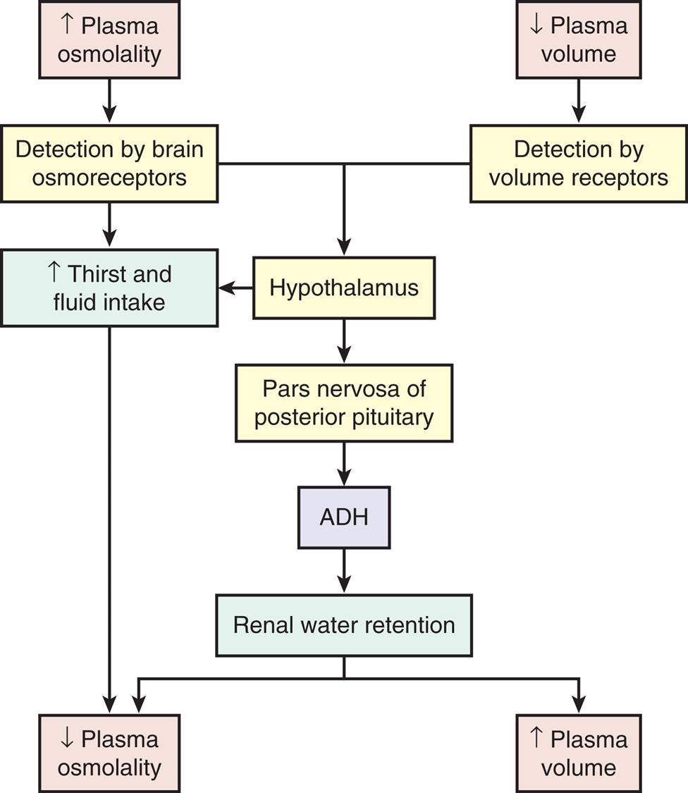 A flowchart represents the sequence of processes within the antidiuretic hormone or A D H system. The data from the flowchart are summarizes as follows. Increased plasma osmolality is detected by brain osmoreceptors, which spikes thirst and fluid intake, leading to decreased plasma osmolality. Increased plasma osmolality, detected by brain osmoreceptors, and decreased plasma volume, detected by volume receptors, affects the hypothalamus either by spiking thirst and fluid intake or by causing pars nervosa of posterior pituitary. Increased thirst and fluid intake reduces plasma osmolality. Pars nervosa of posterior pituitary causes A D H to retain renal water. Renal water retention leads to decreased plasma osmolality or increased plasma volume.