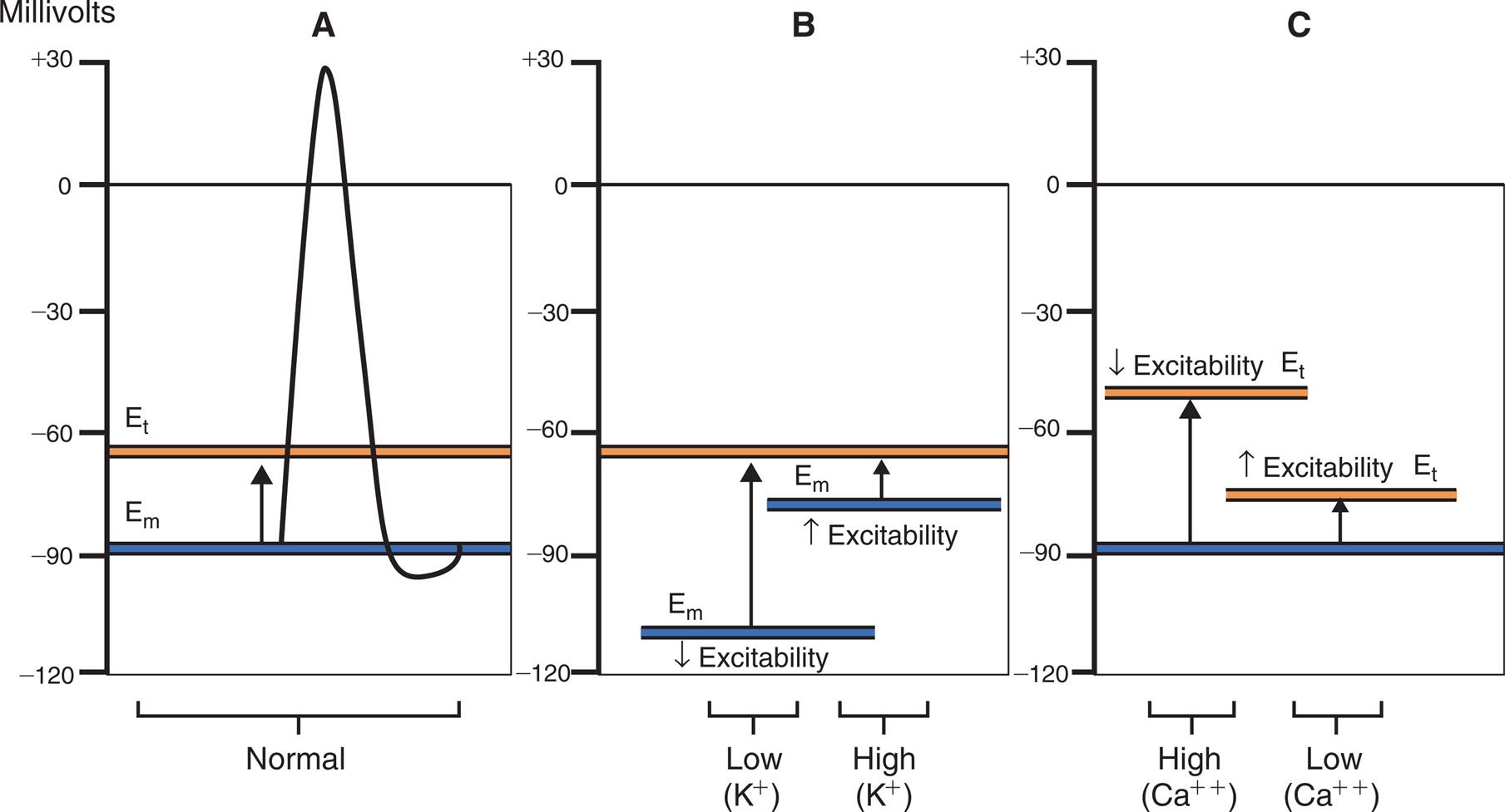 Three graphs, A, B, and C, plot the effects of potassium and calcium ions on membrane excitability. The vertical axes represent millivolts and range from negative 120 to positive 30, in increments of 30. The horizontal axes represent membrane excitability. Graph A. The horizontal axis represents normal membrane excitability. The resting membrane potential, E sub m, is a solid horizontal line at about negative 90 millivolts. The threshold potential, E sub t, is a solid horizontal line at about negative 55 millivolts. An upward arrow from E sub m reaches E sub t. A narrow, sharp peak shoots from E sub m to positive 30 millivolts at the center of the graph. It then falls sharply to a little below E sub m before returning to E sub m. Graph B. The horizontal axis represents the concentrations of the potassium ions. E sub t is a solid horizontal line at about negative 55 millivolts. At low concentrations, E sub m is a solid horizontal line at about negative 110 millivolts, with decreased excitability. An upward arrow from the line reaches E sub m. At high concentrations, E sub m is a solid horizontal line at about negative 75 millivolts, with increased excitability. An upward arrow from the line reaches E sub t. Graph C. The horizontal axis represents the concentrations of the calcium ions. E sub m is a solid horizontal line at about negative 90 millivolts. At high concentrations, E sub t is a solid horizontal line at about negative 40 millivolts, with decreased excitability. An upward arrow from E sub m reaches E sub t. At low concentrations, E sub t is a solid horizontal line at about negative 75 millivolts, with increased excitability. An upward arrow from E sub m reaches E sub t.