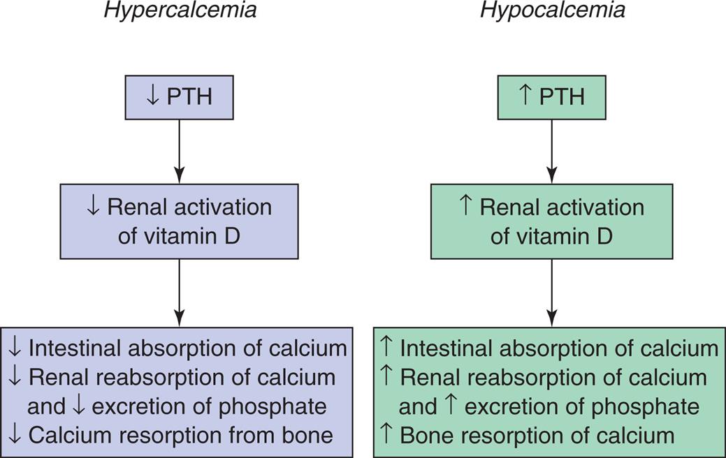 Two flowcharts represent hormonal regulation of calcium balance. Flowchart on the left, hypercalcemia. • Decreased P T H. • Decreased renal activation of vitamin D. • Decreased intestinal absorption of calcium. Decreased reabsorption of calcium and decreased excretion of phosphate. Decreased calcium resorption from bone. Flowchart on the right, hypocalcemia. • Increased P T H. • Increased renal activation of vitamin D. • Increased intestinal absorption of calcium. Increased renal reabsorption of calcium and increased excretion of phosphate. Increased bone resorption of calcium.
