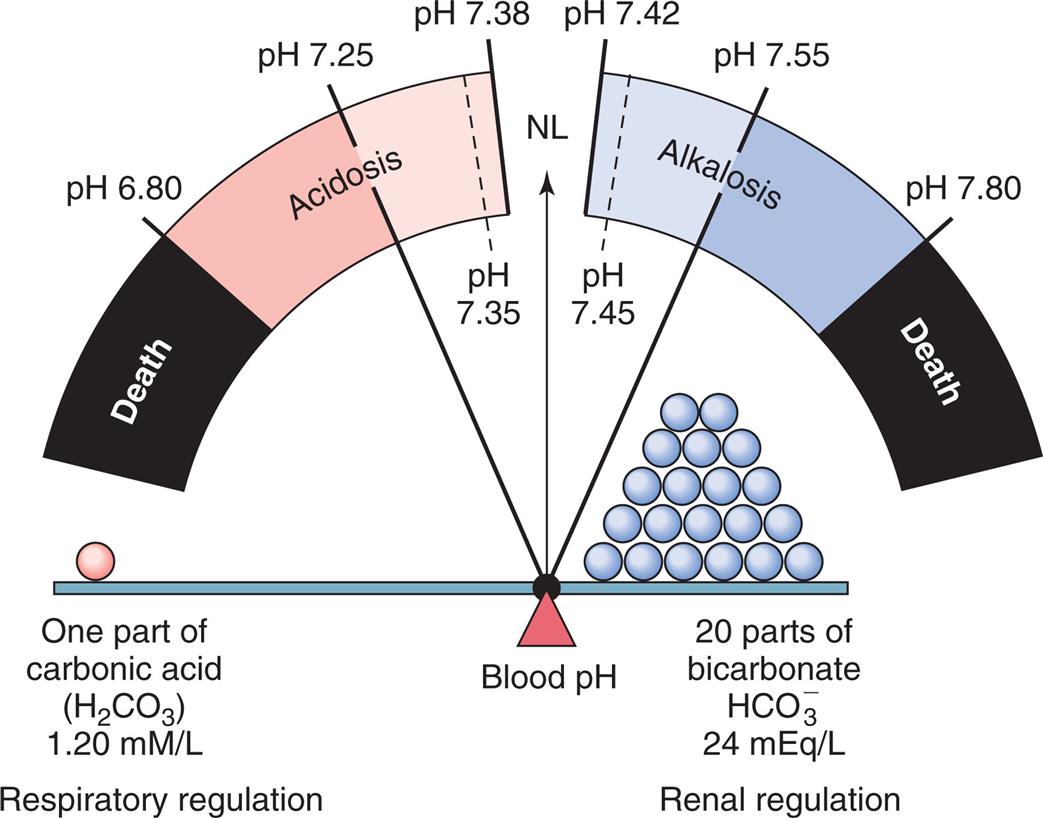 A fulcrum balance shows one part of carbonic acid, H 2 C O 3, on the left pan, and 20 parts of bicarbonate, H C O 3 ion, on the right pan. The fulcrum, blood p H, is closer to the right pan. The left pan represents respiratory regulation and measures 1.20 millimoles per liter. The right pan represents renal regulation and measures 24 milliequivalents per liter. A gauge traced from the fulcrum represents the p H limits. From the left to the right, the gauge shows the following segments: • Up to p H 6.80: death. • p H 6.80 to p H 7.25: high acidosis. • p H 7.25 to p H 7.38: low acidosis. • p H 7.35 to p H 7.45: N L, normal. • p H 7.42 to p H 7.55 low alkalosis. • p H 7.55 to p H 7.80: high alkalosis. • beyond p H 7.80: death.