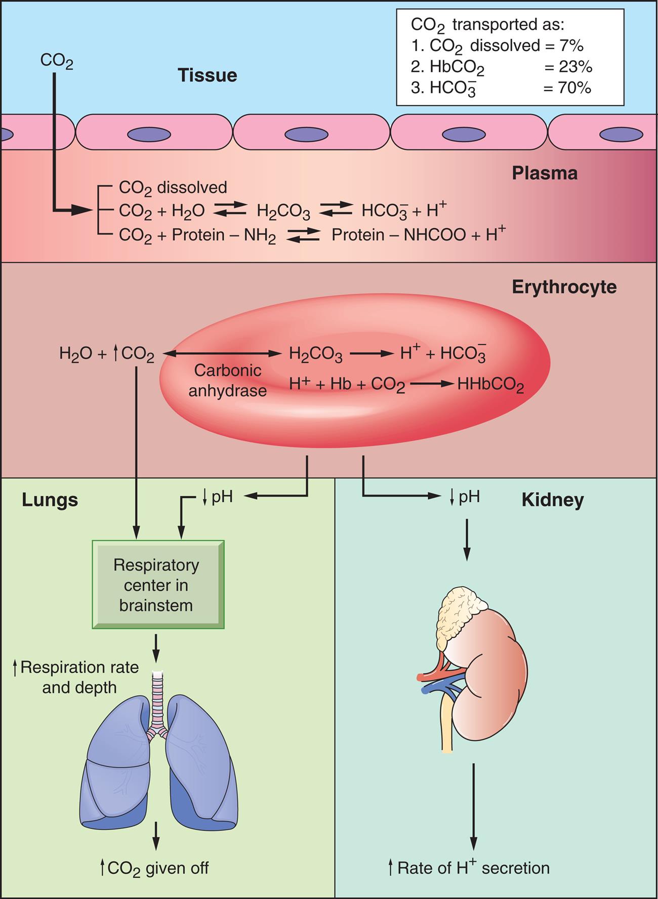 An illustration demonstrates the integration of p H control mechanisms in tissue, plasma, erythrocyte, lungs, and kidney. Tissue. C O 2 is transported as: 1. C O 2 dissolved equals 7 percent. 2. H b C O 2 equals 23 percent. 3. H C O 3 ion equals 70 percent. Plasma. C O 2 from tissue. • C O 2 dissolved. • C O 2 plus H 2 O reversible with H 2 C O 3 reversible with H C O 3 ion and H ion. • C O 2 plus protein minus N H 2 reversible with protein minus N H C O O and H ion. Erythrocyte. • H 2 O and expelled C O 2 reversible under carbonic anhydrase with H 2 C O 3, which produces H ion and H C O 3 ion. • H ion with H b and C O 2 produces H H b C O 2. Lungs. Expelled C O 2 and decreased p H from erythrocyte reach the respiratory center in brainstem. This increases respiration rate and depth, giving off C O 2. Kidney. Decreased p H from erythrocyte reaches kidney, increasing rate of H ion secretion.
