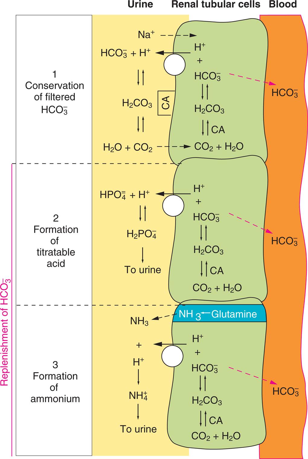 An illustration of renal tubular cells between urine and blood demonstrates the renal excretion of acid in three stages.1. Conservation of filtered H C O 3 ion. • Urine. N a ion from urine to renal tubular cell and H ion from renal tubular cell to urine. H C O 3 ion and H ion reversible with H 2 C O 3 reversible with H 2 O and C O 2. • Renal tubular cell. H ion and H C O 3 ion reversible with H 2 C O 3 reversible under C A with C O 2 and H 2 O. • Blood. H C O 3 ion from renal tubular cell to blood.2. Formation of titratable acid. • Urine. H ion from renal tubular cell to urine. H P O 4 ion and H ion reversible with H 2 P O 4 ion to urine. • Renal tubular cell. H ion and H C O 3 ion reversible with H 2 C O 3 reversible under C A with C O 2 and H 2 O. • Blood. H C O 3 ion from renal tubular cell to blood.3. Formation of ammonium. • Urine. N H 3 and H ion from renal tubular cell reversible with N H 4 to urine. • Renal tubular cell. Glutamine to N H 3. H ion and H C O 3 ion reversible with H 2 C O 3 reversible under C A with C O 2 and H 2 O. • Blood. H C O 3 ion from renal tubular cell to blood.
