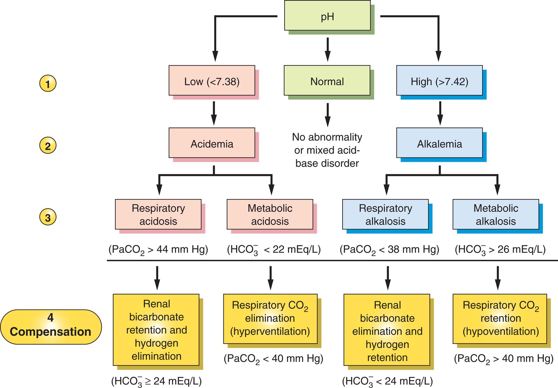A hierarchy diagram, comprising four levels, represents the primary and compensatory acid-base changes of p H. Level 1. p H can be low (below 7.38), normal, or high (above 7.42). Level 2. Low p H causes acidemia. Normal p H does not cause any abnormality of mixed acid-base disorder. High p H causes alkalemia. Level 3. Acidemia leads to respiratory acidosis or metabolic acidosis. Alkalemia leads to respiratory alkalosis or metabolic alkalosis. Level 4. • Under respiratory acidosis, when P a C O 2 greater than 44 millimeters of mercury, renal bicarbonate retention and hydrogen elimination, where H C O 3 ion is greater than or equal to 23 milliequivalents per liter. • Under metabolic acidosis, when H C O 3 ion less than 22 milliequivalents per liter, respiratory C O 2 elimination or hyperventilation, where P a C O 2 less than 40 millimeters of mercury. • Under respiratory alkalosis, when P a C O 2 less than 38 millimeters of mercury, renal bicarbonate elimination and hydrogen retention, where H C O 3 ion less than 24 milliequivalents per liter. • Under metabolic alkalosis, when H C O 3 ion greater than 26 milliequivalents per liter, respiratory C O 2 retention or hypoventilation, where P a C O 2 is greater than 40 millimeters of mercury.