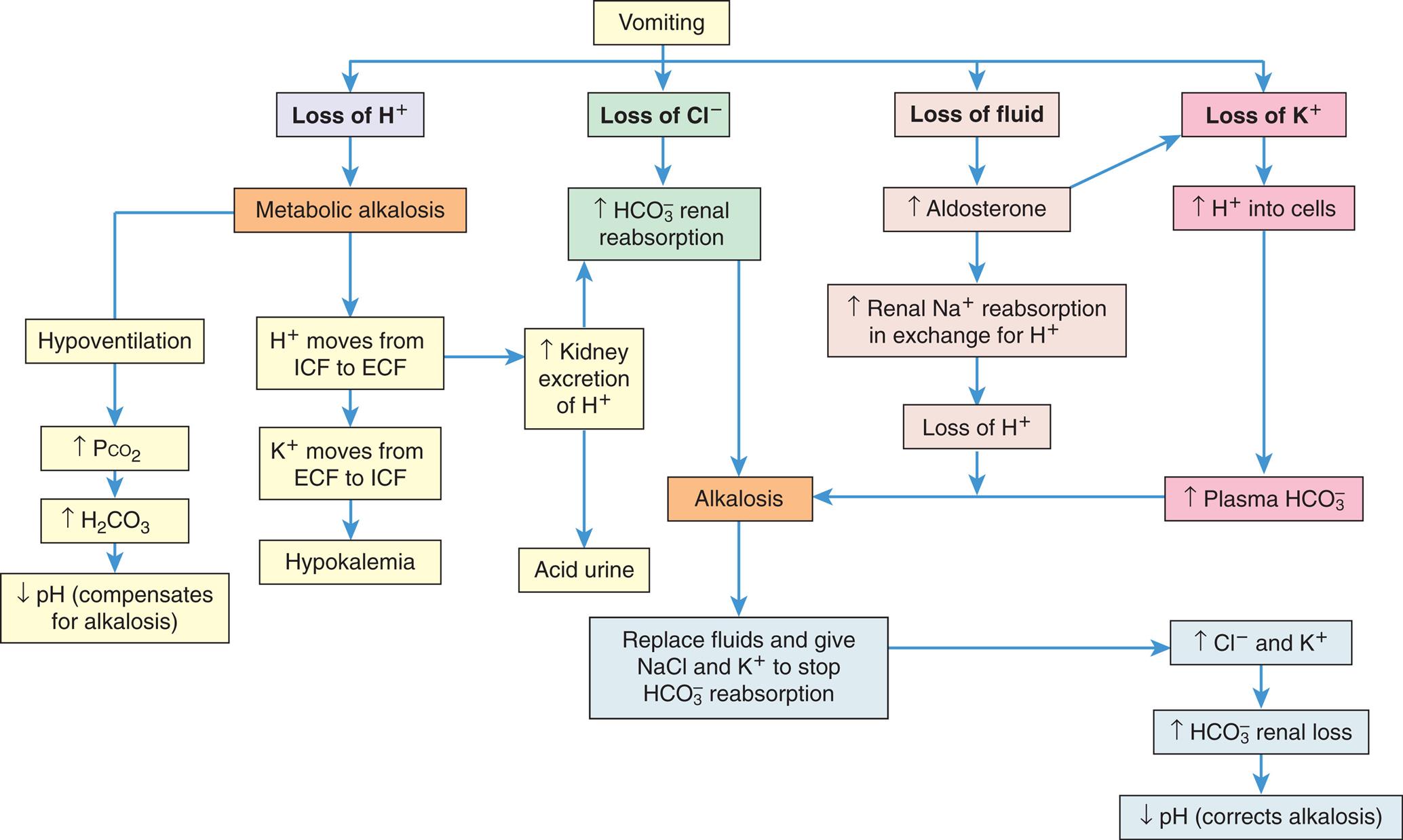 A flowchart shows the metabolic alkalosis with compensation and correction. Vomiting can cause loss of H ions, chlorine ions, fluid, or potassium ion. Loss of H ions lead to metabolic alkalosis, which can cause: • Hypoventilation. Increased P C O 2. Increased H 2 C O 3. Decreased p H (compensates for alkalosis). • H ion moves from I C F to E C F. K ions moves from E C F to I CF. Hypokalemia. • H ion moves from I C F to E C F. Increased kidney excretion of H ion. Acidic urine or increased H C O 3 ion renal reabsorption. Loss of C l ions leads to increased H C O 3 ion renal reabsorption, which can cause alkalosis and the following changes: • Replace fluids and give N a C l and K ion to stop H C O 3 ion reabsorption. • Increased C l and K ions. • Increased H C O 3 ion renal loss. • Decreased p H (corrects alkalosis). Loss of fluid leads to: • Increased aldosterone (can also lead to loss of potassium ions). • Increased renal N a ion reabsorption in exchange for H ion. • Loss of H ions. • Alkalosis and subsequent changes. Loss of potassium ions leads to: • Increased H ions into cells. • Increased plasma H C O 3 ions. • Alkalosis and subsequent changes.
