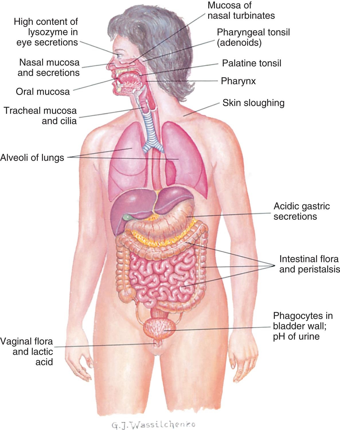 An illustration shows the anterior view of the internal organs in the human body. The following structures are labeled on the illustration, from the top to the bottom: high content lysozyme in eye secretions, nasal mucosa and secretions, mucosa of nasal turbinate, pharyngeal tonsil (adenoids), oral mucosa, palatine tonsil, pharynx, tracheal mucosa and cilia, skin sloughing, alveoli of lungs, acidic gastric secretions, intestinal flora and peristalsis, phagocytes in bladder wall or p H of urine, and vaginal flora and lactic acid.