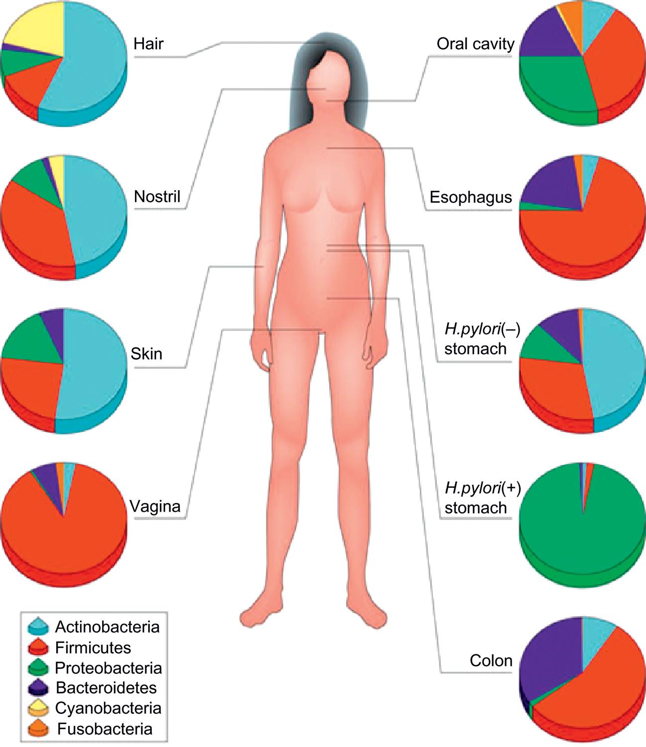 An illustration shows the anterior view of the human body and shows pie charts against its different parts for identifying the distribution of the human microbiome. The data from the illustration, in decreasing distribution of microbiome, for each part are as follows. • Hair: Actinobacteria, cyanobacteria, firmicutes, proteobacteria, and Bacteroidetes. • Nostril: Actinobacteria, cyanobacteria, firmicutes, proteobacteria, and Bacteroidetes. • Oral cavity: Firmicutes, proteobacteria, Bacteroidetes, actinobacteria, fusobacteria. • Esophagus: Firmicutes, Bacteroidetes, actinobacteria, fusobacteria, and proteobacteria. • Skin: Actinobacteria, cyanobacteria, firmicutes, and proteobacteria. • H.pylori (negative), stomach: Actinobacteria, firmicutes, proteobacteria, Bacteroidetes, and fusobacteria. • H.pylori (positive), stomach: Proteobacteria, firmicutes, actinobacteria, and Bacteroidetes. • Colon: Firmicutes, Bacteroidetes, actinobacteria, and proteobacteria. • Vagina: Firmicutes, Bacteroidetes, actinobacteria, fusobacteria, and proteobacteria.