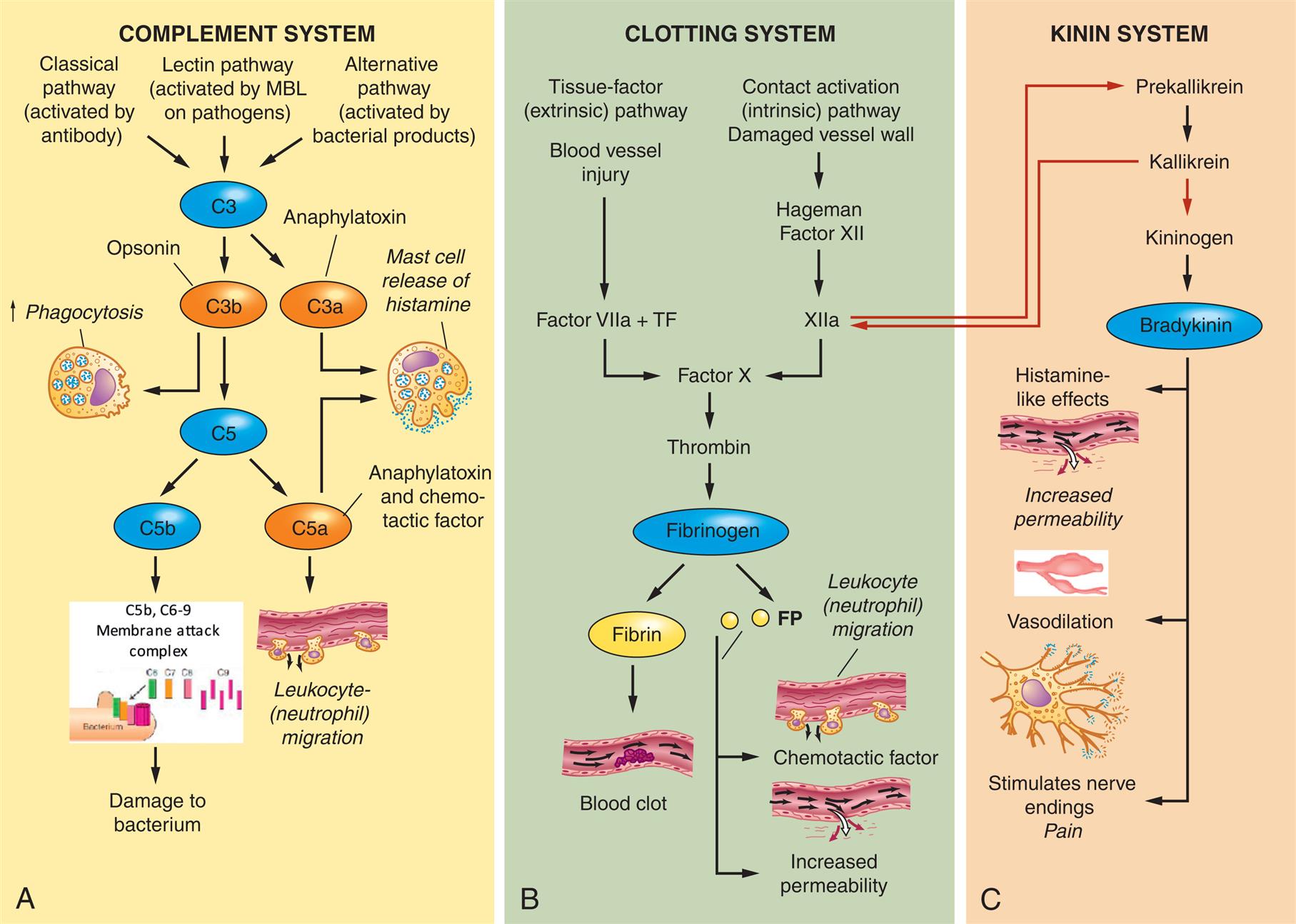 Three illustrated panels, A, B, and C, demonstrate plasma protein systems in inflammation in complement system, clotting system, and kinin system, respectively. Panel A, complement system. Three mechanisms activate C 3: 1. Classical pathway (activated by antibody) 2. Lectin pathway (activated by M B L on pathogens) 3. Alternative pathway (activated by bacterial products) Activated C 3 results in two fragments: 1. C 3 a or anaphylatoxin. 2. C 3 b or opsonin. C 3 b can lead to increased phagocytosis or activate the component C 5, which produces two fragments: 1. C 5a or anaphylatoxin and chemotactic factor. 2. C 5 b. C 3 a and C 5 a can cause mast cell release of histamine. C 5 a can cause leukocyte (neutrophil migration). C 5 b and C 6 to C 9 can activate the membrane attack complex, causing damage to bacterium. Panel B, clotting system. There are two pathways to the activation of Factor X. 1. Tissue-factor (extrinsic) pathway. Blood vessel injury. Factor villa and T F. 2. Contact activation (intrinsic) pathway. Damaged vessel wall. Hageman factor 12. 12 a. Factor X activates thrombin and subsequently fibrinogen: 1. Fibrin. Blood clot. 2. F P. Chemotactic factor or leukocyte (neutrophil migration) and increased permeability. Panel C, kinin system. 1. Prekallikrein; also activated by 12 a. 2. Kallikrein; also activates 12 a. 3. Kininogen. 4. Bradykinin. 5. Histamine like effects. 6. Increased permeability. 7. Vasodilation. 8. Stimulates nerve endings, pain.