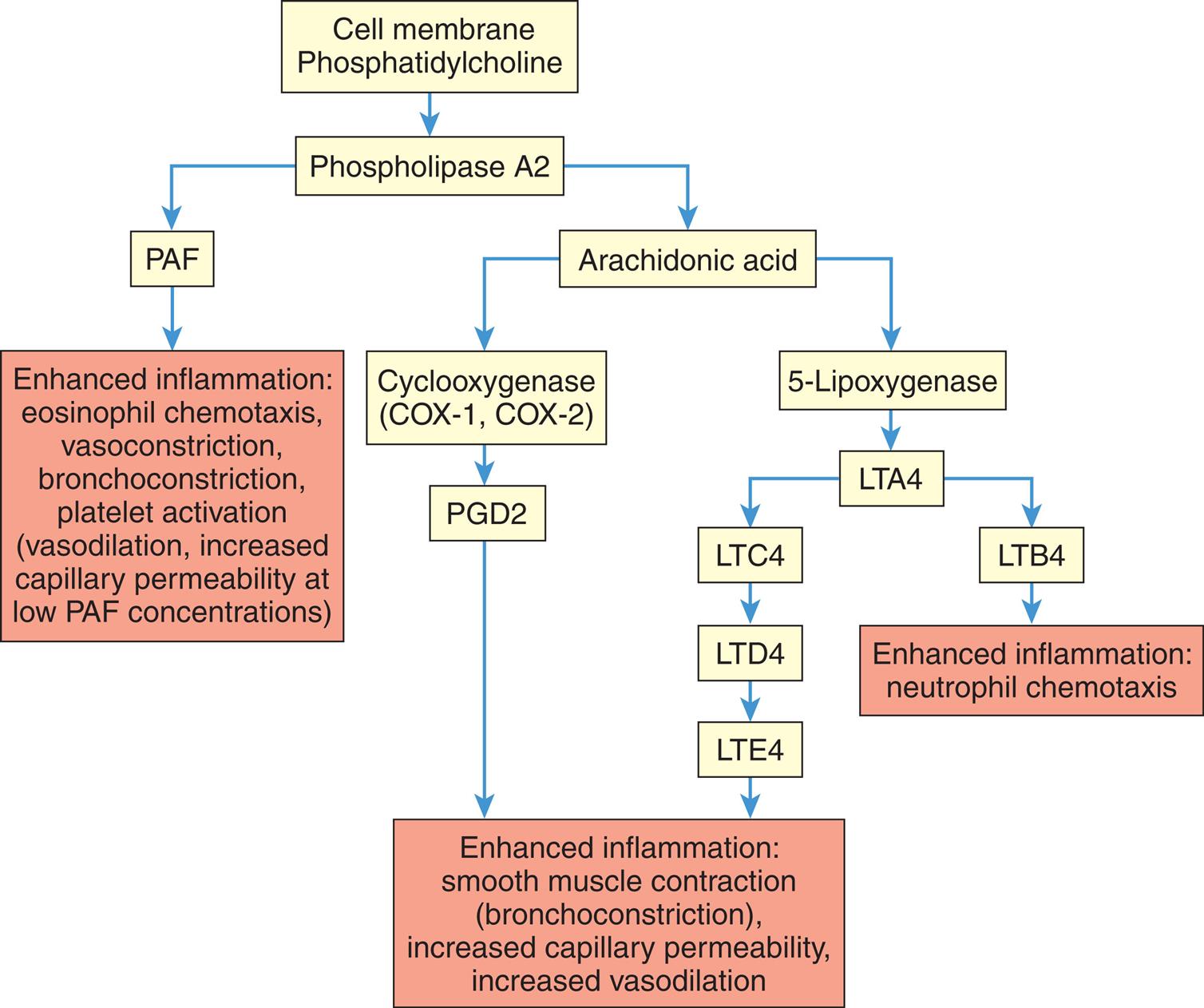 A flowchart tracks the production of lipid vasoactive substances by mast cells. The data from the flow chart is as follows. • Cell membrane phosphatidylcholine: phospholipase A 2. • Phospholipase A 2: P A F and arachidonic acid. • P A F: Enhanced inflammation. Eosinophil chemotaxis, vasoconstriction, bronchoconstriction, platelet activation (vasodilation, increased capillary permeability at low PAF concentrations). • Arachidonic acid: Cyclooxygenase and 5-Lipoxygenase. • Cyclooxygenase (C O X-1, C O X 2): P G D 2. Enhanced inflammation. Smooth muscle contraction (bronchoconstriction), increased capillary permeability, increased vasodilation. • 5-lipoxygenase: L T A 4. • L T A 4: L T C 4 and L T B 4. • L T C 4: L T D 4. L T E 4. Enhanced inflammation. Smooth muscle contraction (bronchoconstriction), increased capillary permeability, increased vasodilation. • L T B 4: Enhanced inflammation. Neutrophil chemotaxis.